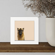 100 Days of Dogs - 77 Happy Square