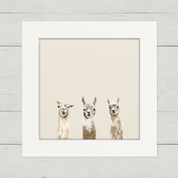 Baby Llama Trio Happy Square