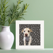 Days of Dogs - 29 Happy Square