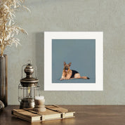 German Shepherd Lounging Happy Square